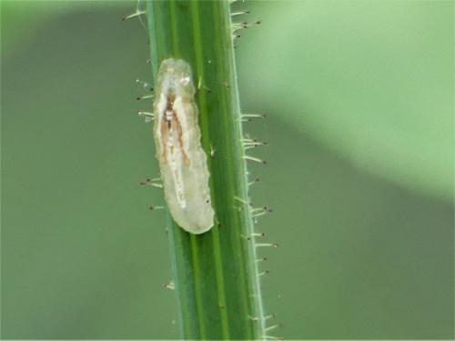 Réf. 301 630 : Episyrphus balteatus